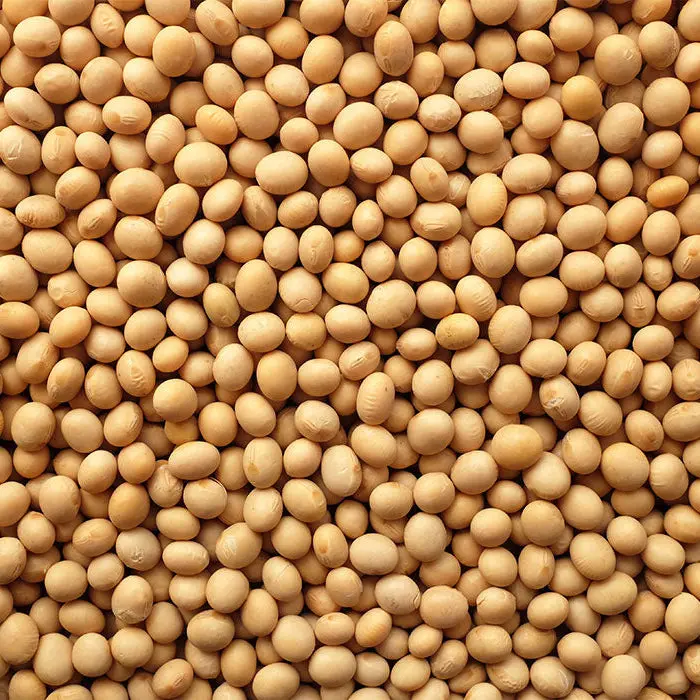 Whole Soybeans – 10 Lb Dried Legumes 1